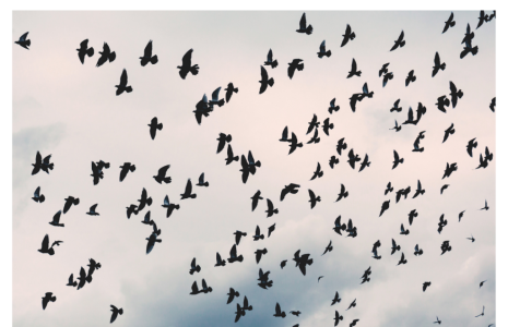 Kuşlar Neden Kaçalar